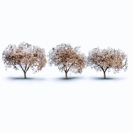 Woodland® Cherry Blossom Grove